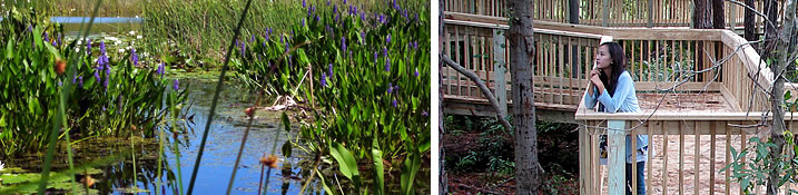 Female habitat park visitor gazing into a pond from the boardwalk